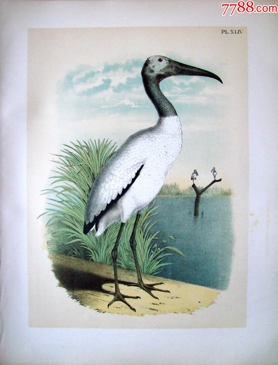 18*7年版《北美鸟类图谱》系列版画——林鹳,/彩色石板画/38x30cm
