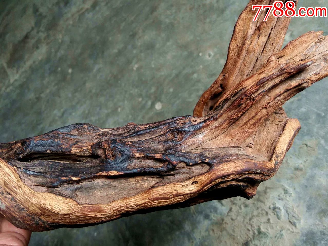 老沉香木根,味道淡品如图.