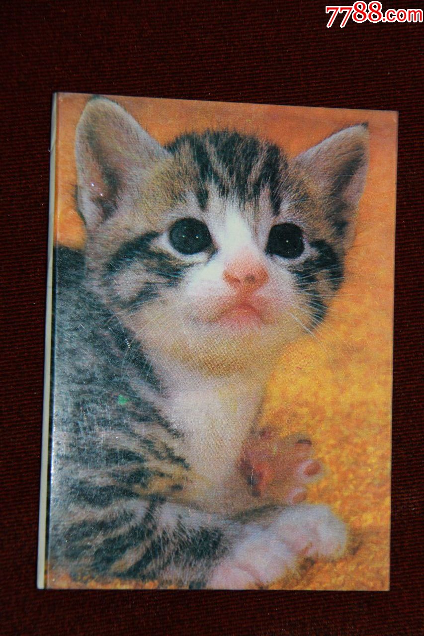 猫明信片