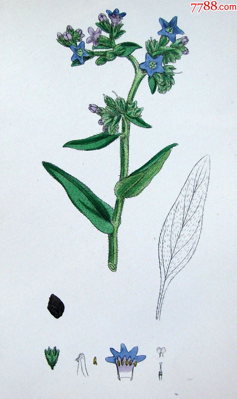 1880年版英国植物学图谱普通朱草木版画手工上色25x17cm