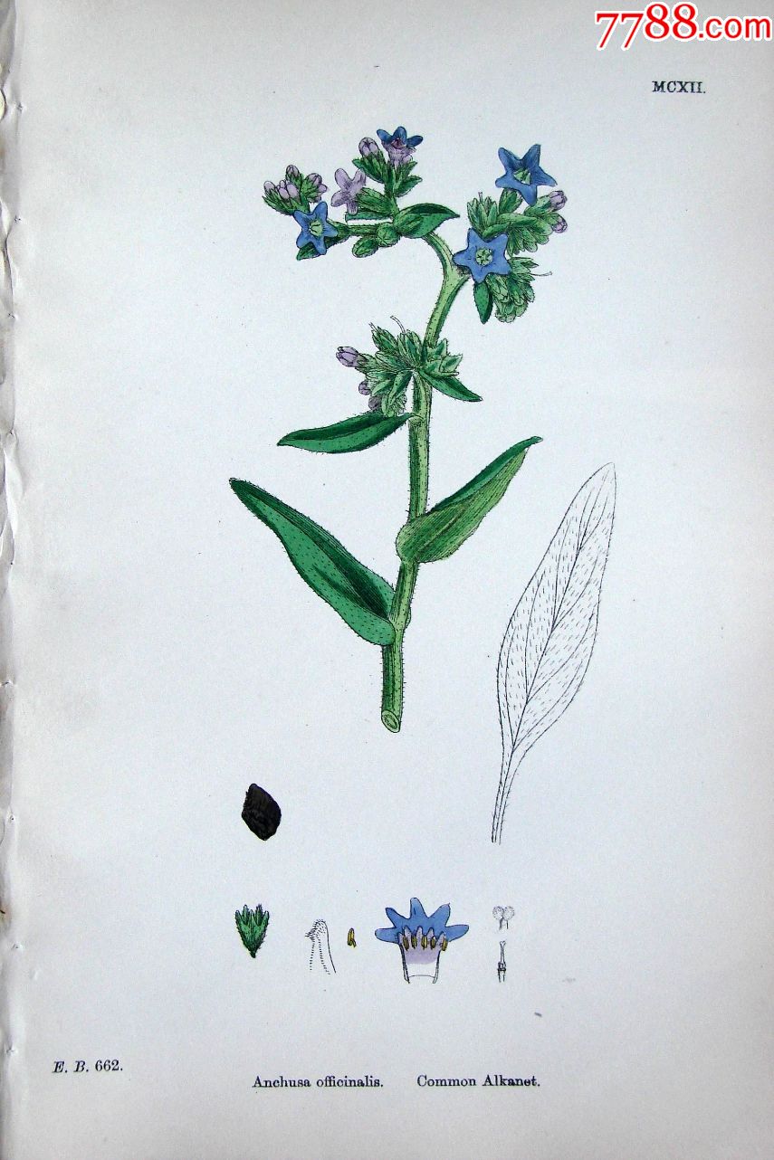 1880年版英国植物学图谱普通朱草木版画手工上色25x17cm