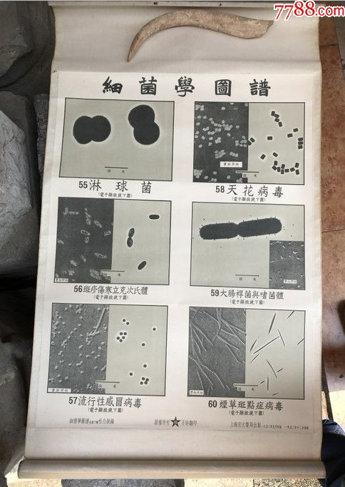 上海宏文书局出版细菌学图谱彩色大挂图10