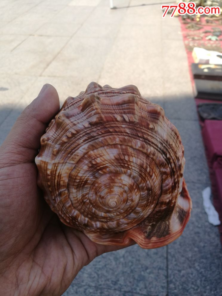 海螺雕刻"花鸟富贵"摆件.天然,纯手工