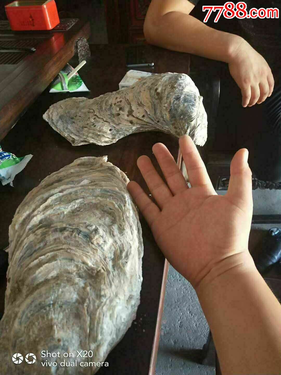 千年牡蛎化石,很大.很稀有!值得收藏