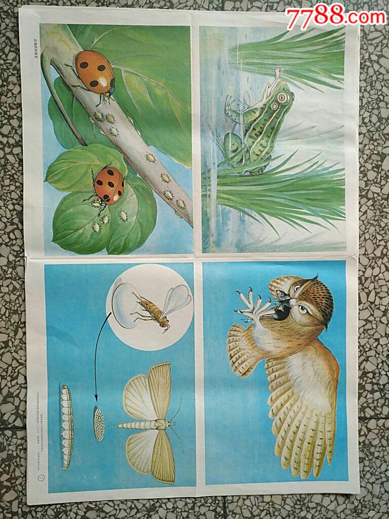 小学语文教学挂图