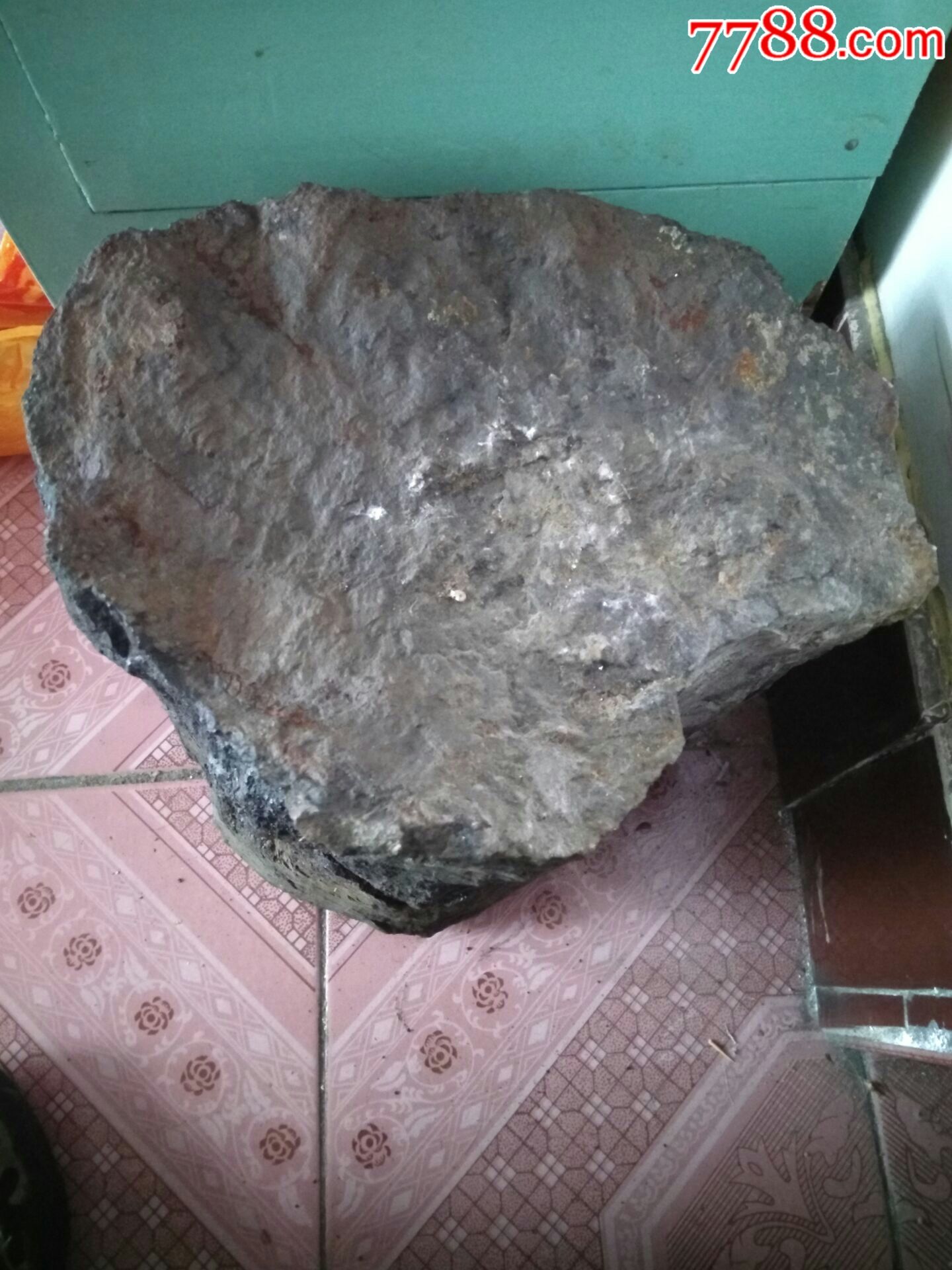 金丝楠树化石