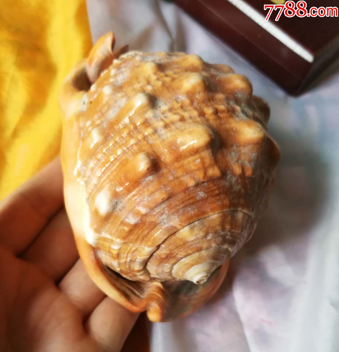 老海螺摆件一个已黄色