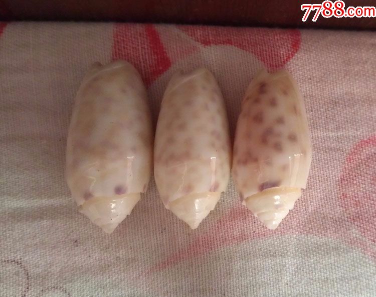 南海贝壳观音佩可做挂件