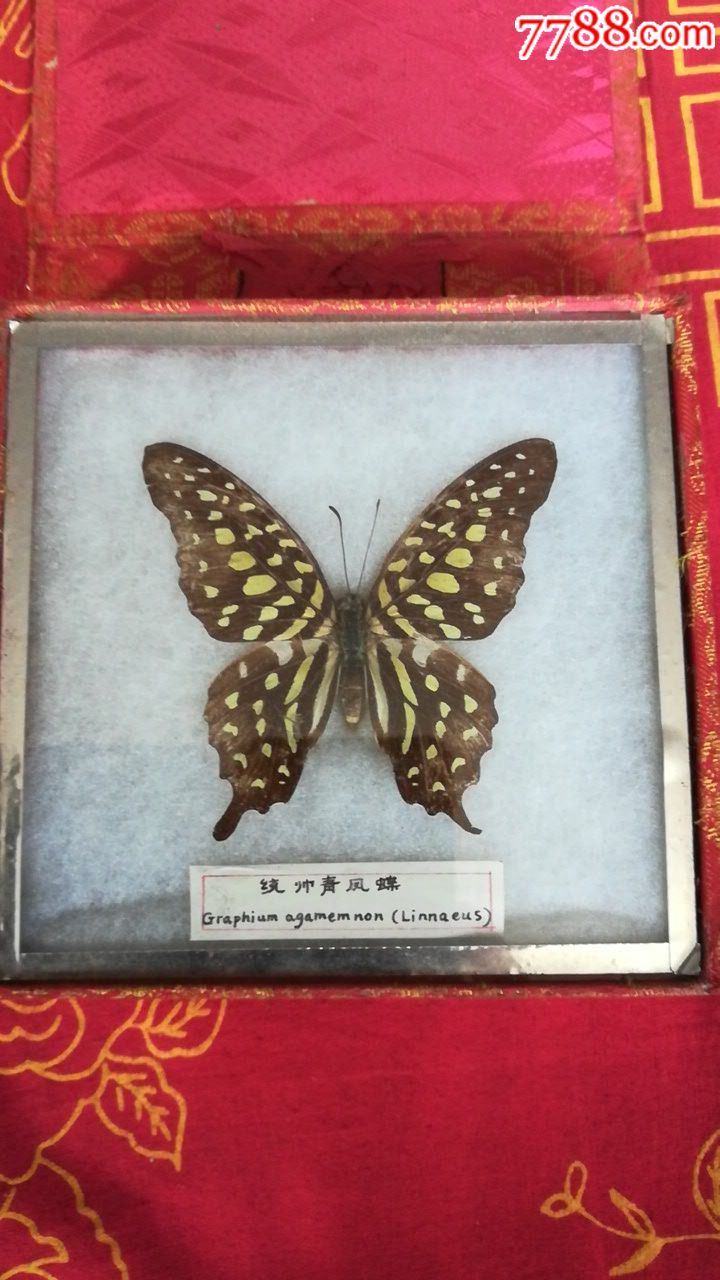 滚动鼠标滚轴,图片即可轻松放大,缩小更多"蝴蝶/昆虫标本