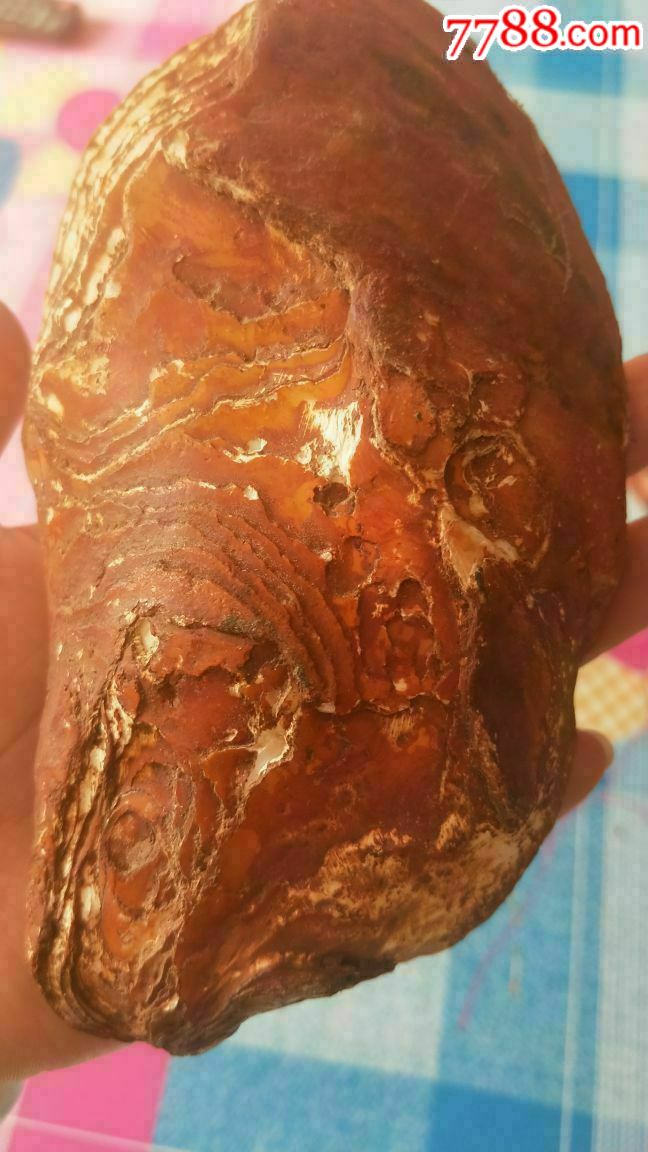 千年牡蛎化石,红色很稀有,品相完好