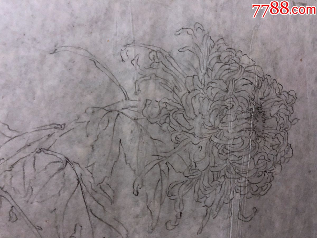 國畫原作,442,張書珺60年代工筆白描稿,花鳥畫,菊花,無款