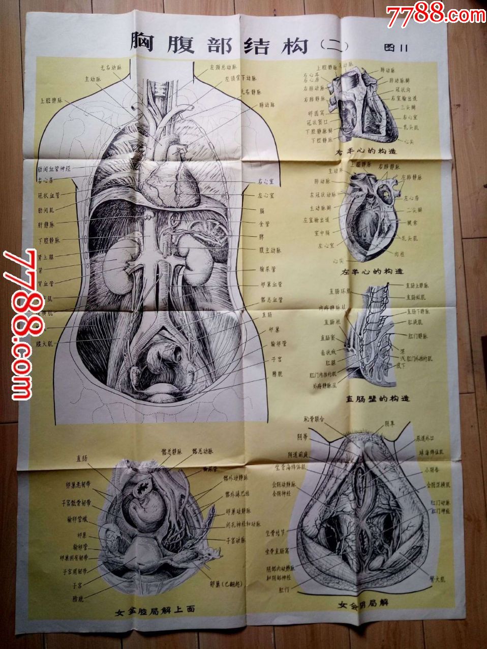 人體解剖掛圖胸腹部結構二品相見圖摺疊即送