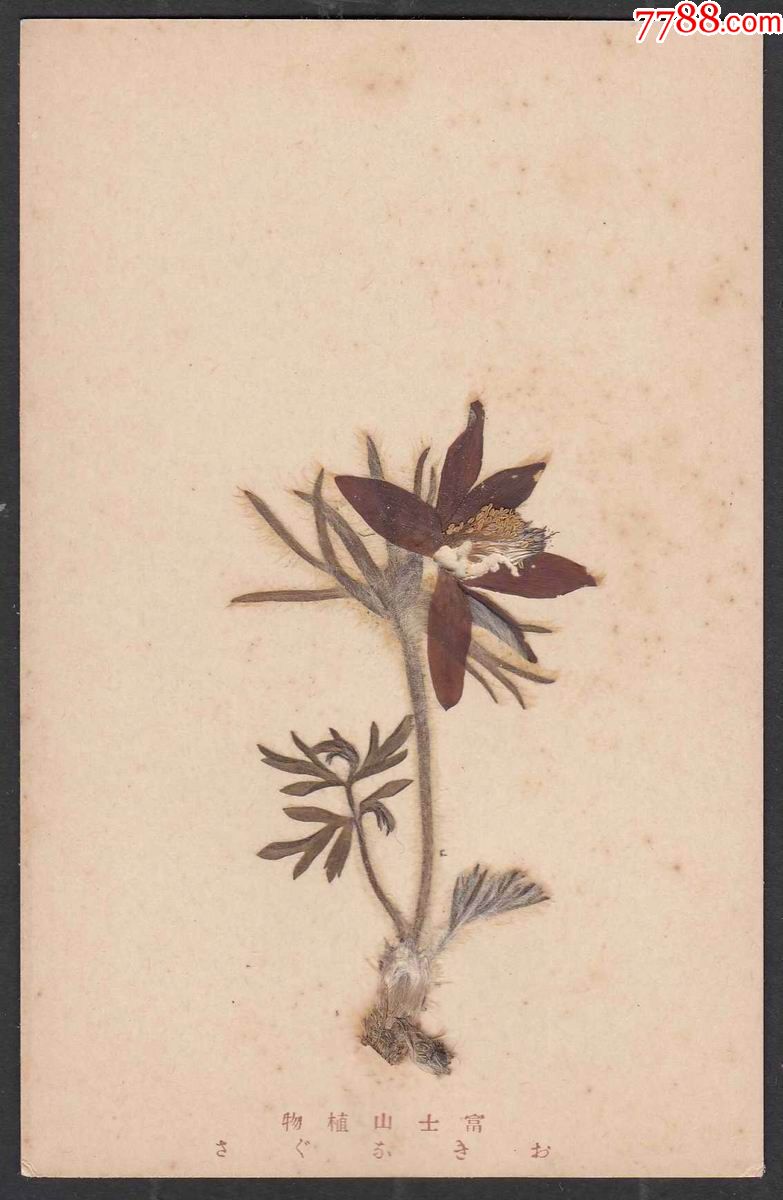 早期日本富士山植物手工实物制作标本明信片15