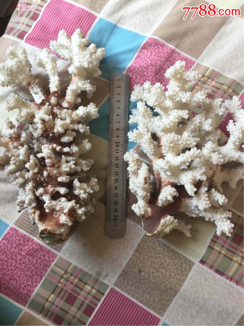天然珊瑚树两个