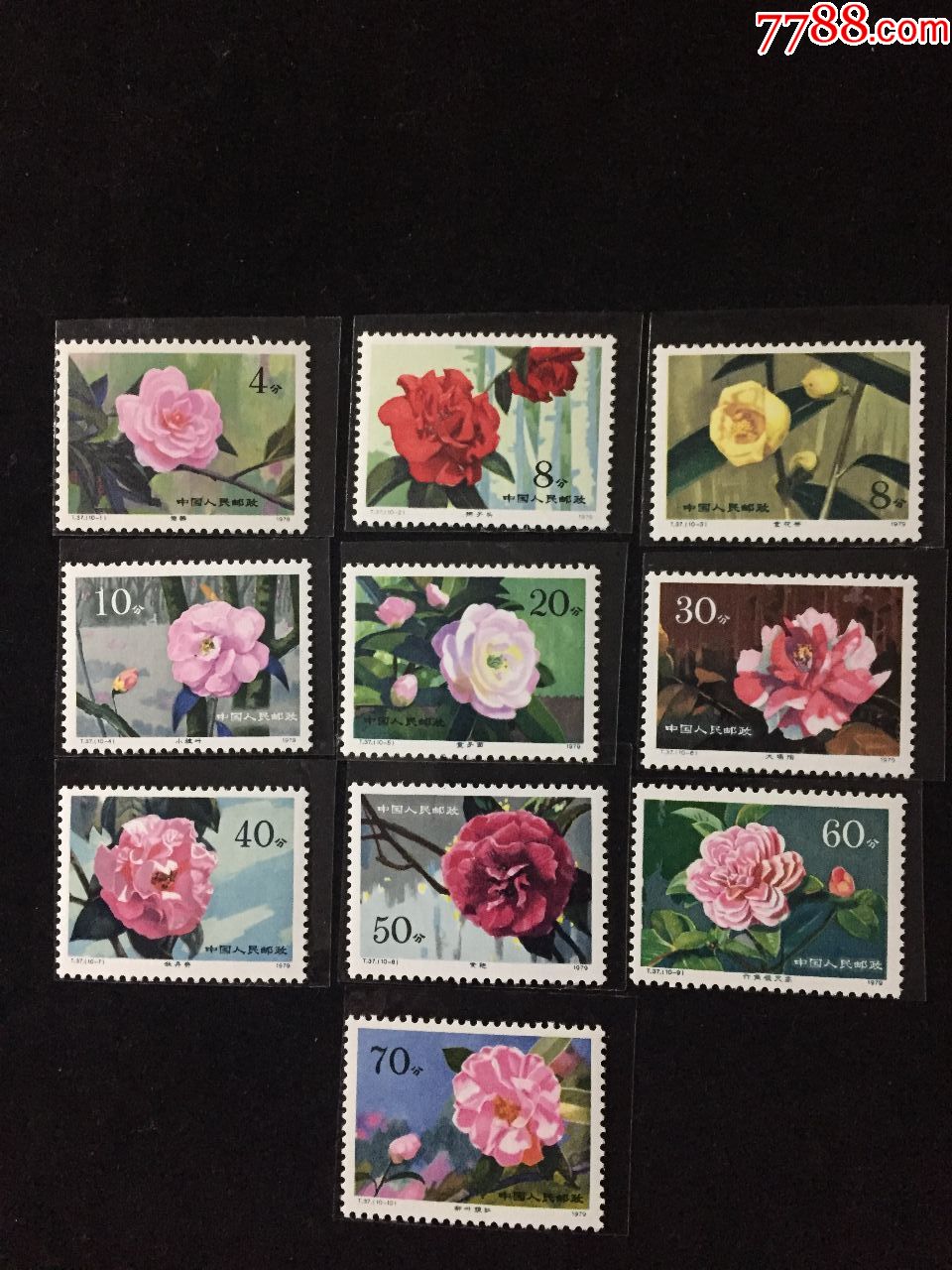 t37云南山茶花新全_新中国邮票_第1张_7788集邮网