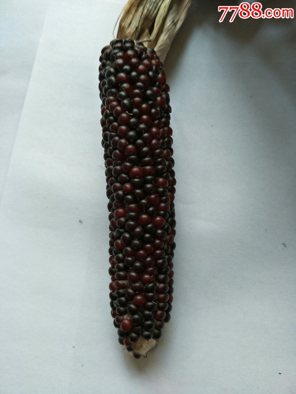 文玩彩色珍珠小玉米