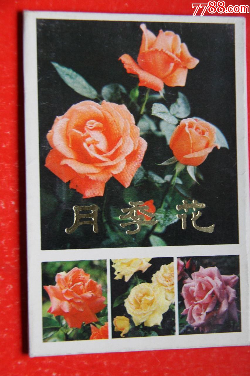 月季花植物名片图片