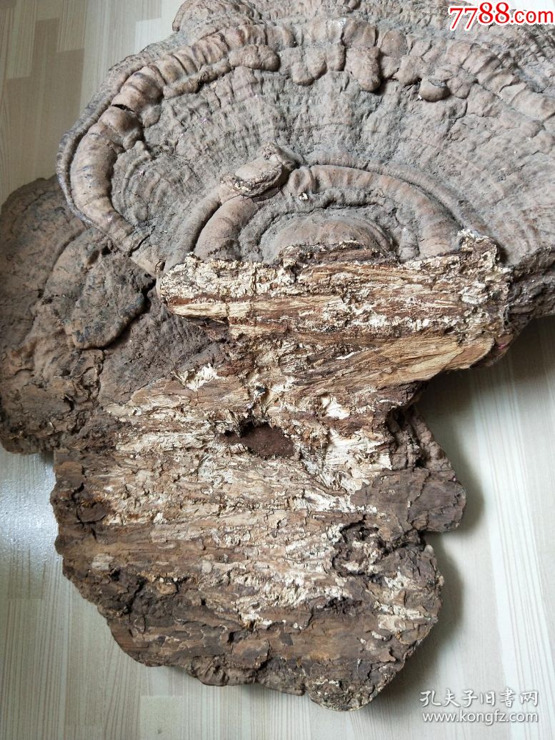 千年老灵芝,尺寸50x42cm重1600克