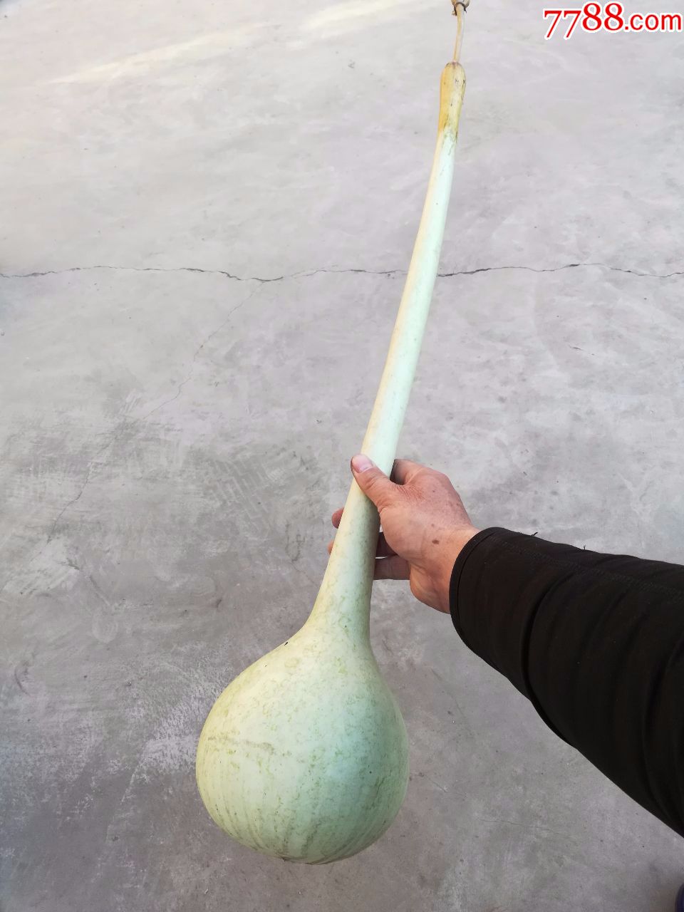 文玩葫芦;长柄葫芦长约80厘米葫芦里有种子