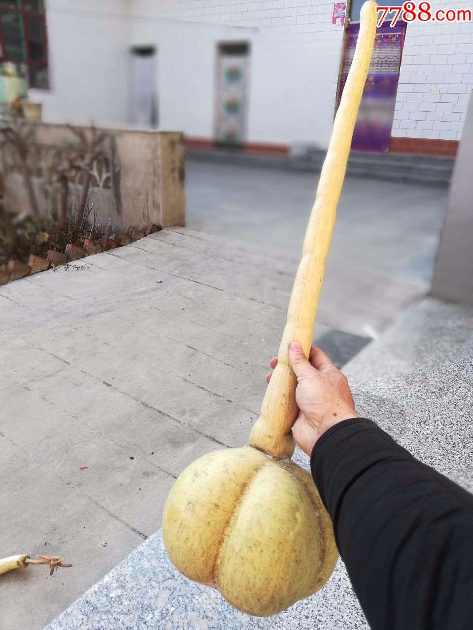 文玩葫芦捆扎勒扎葫芦长约80厘米