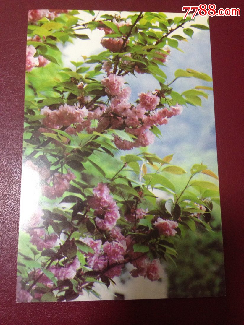 明信片单片樱花