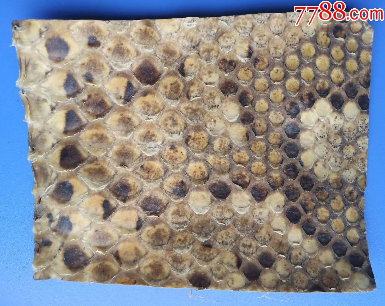 做乐器的老蛇皮