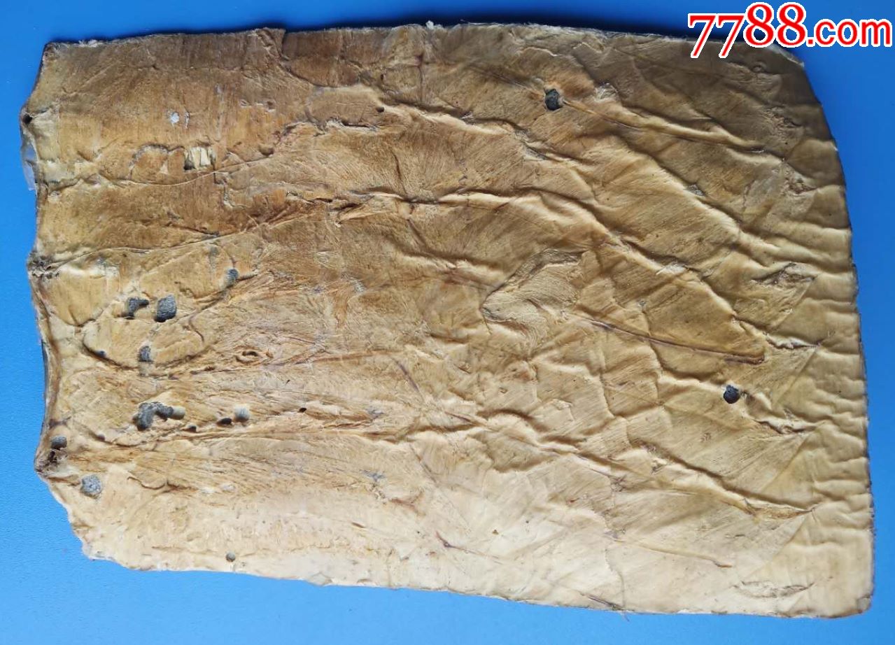 做乐器的老蛇皮