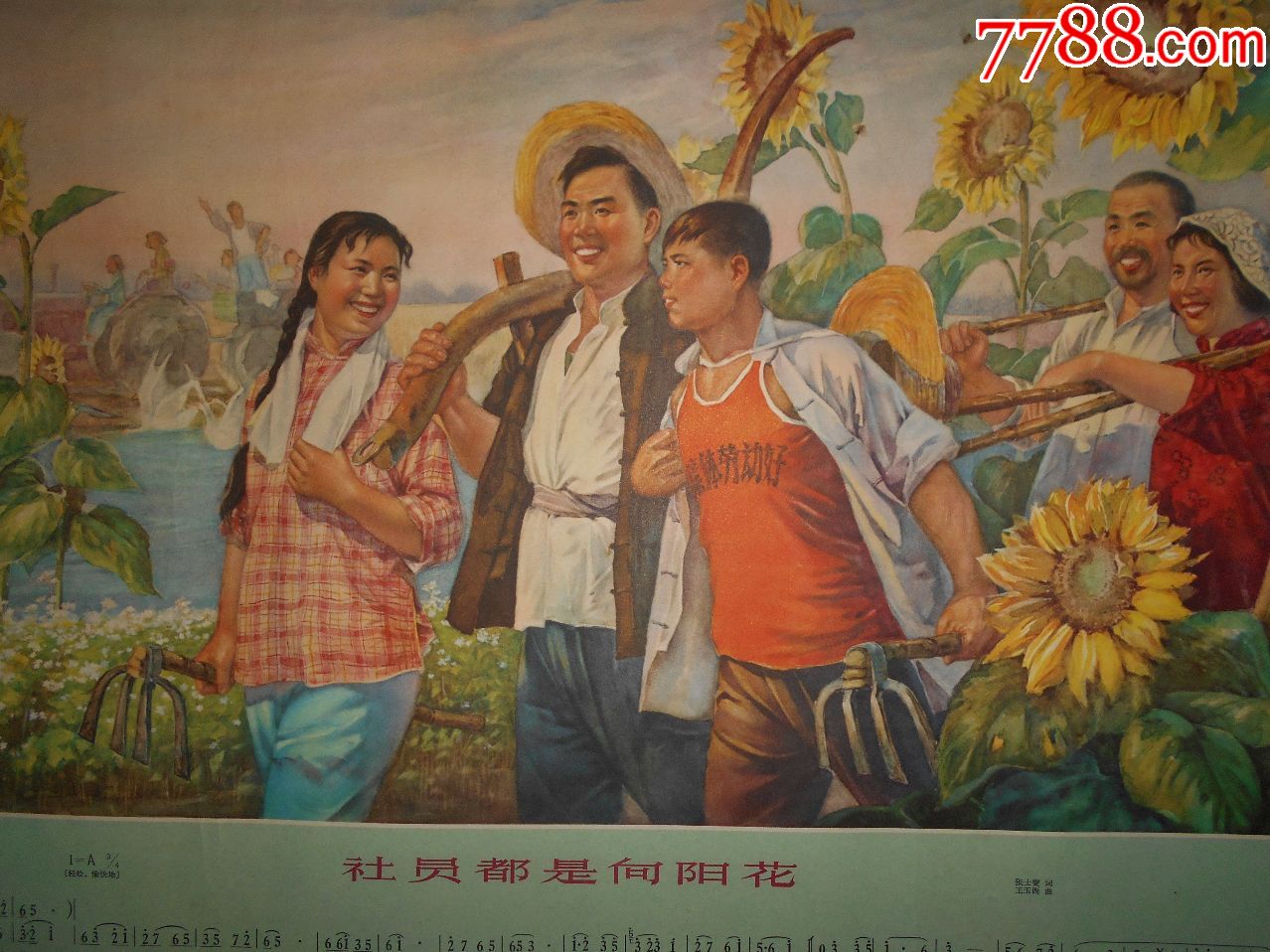 社员都是向阳花