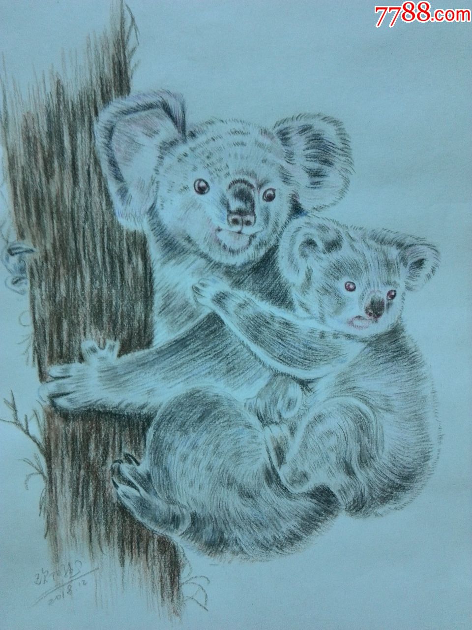 可爱的考拉_素描/速写_玩藏小店【7788收藏__收藏热线】