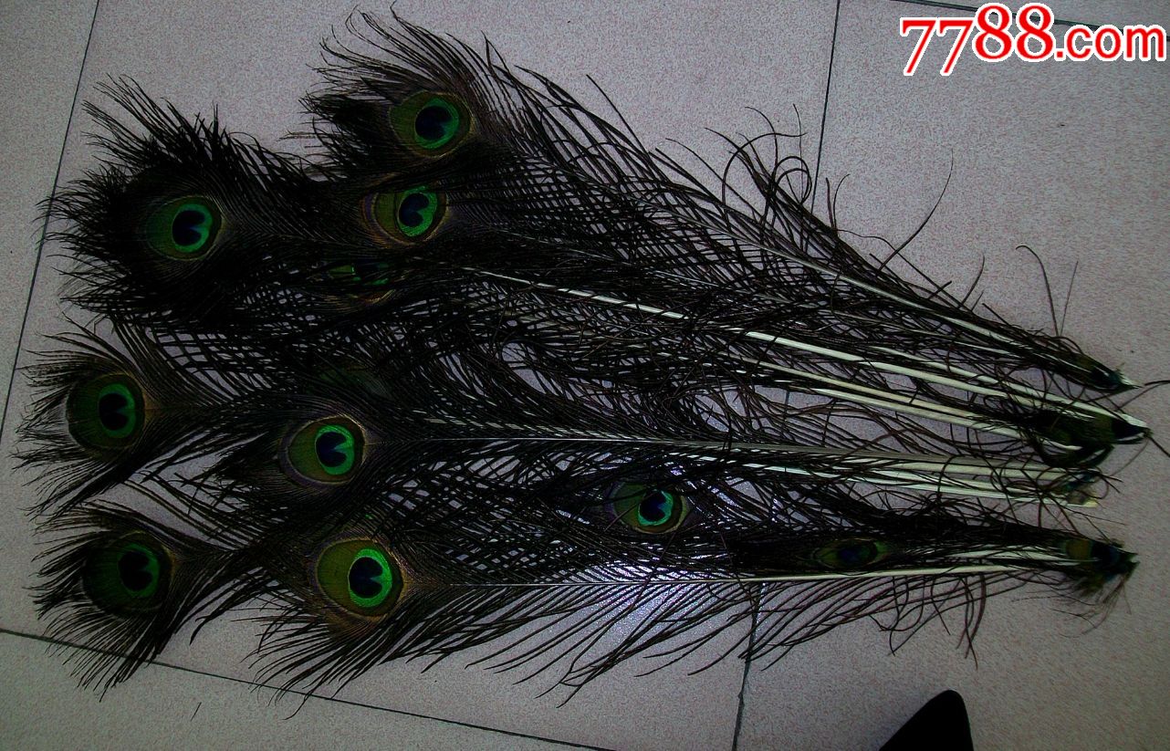 孔雀羽翎