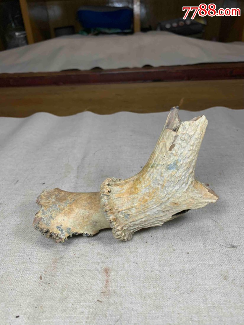 古董古玩收藏杂项清代鹿角化石