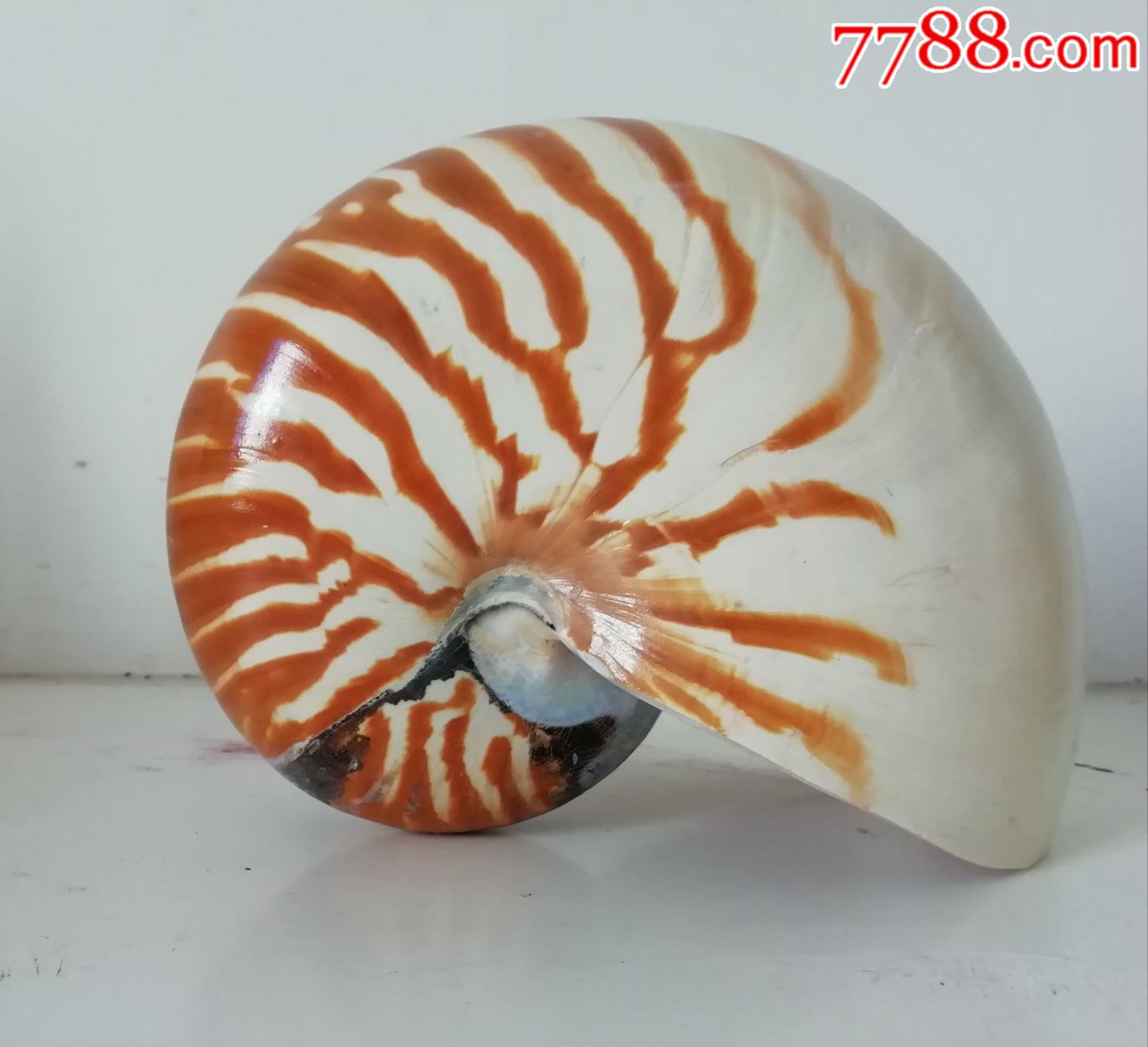 贝壳切成一半的鹦鹉螺照片摄影图片_ID:372493263-Veer图库