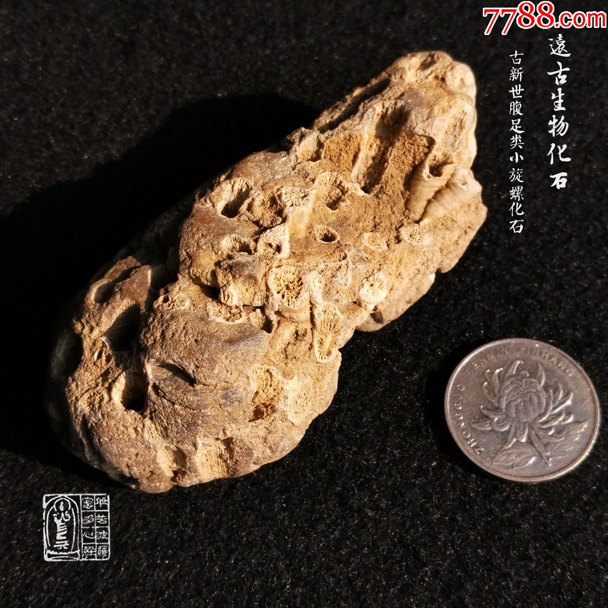 古生物化石动物化石产地宜昌古新世腹足类小旋螺化石观赏装饰摆件