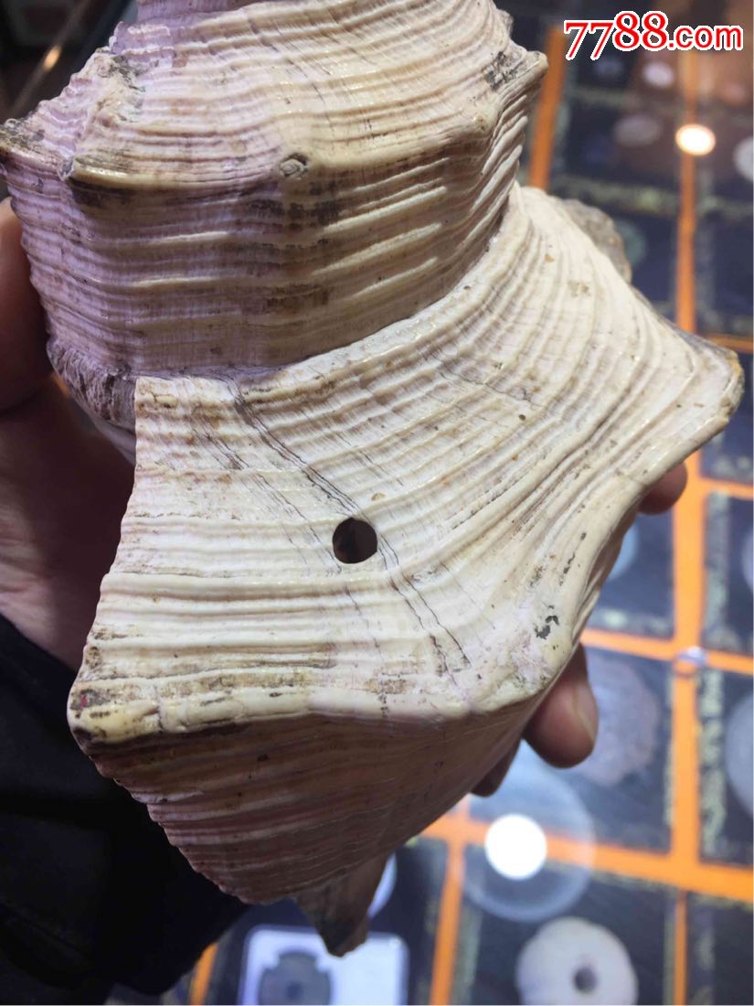 清代传世老法螺