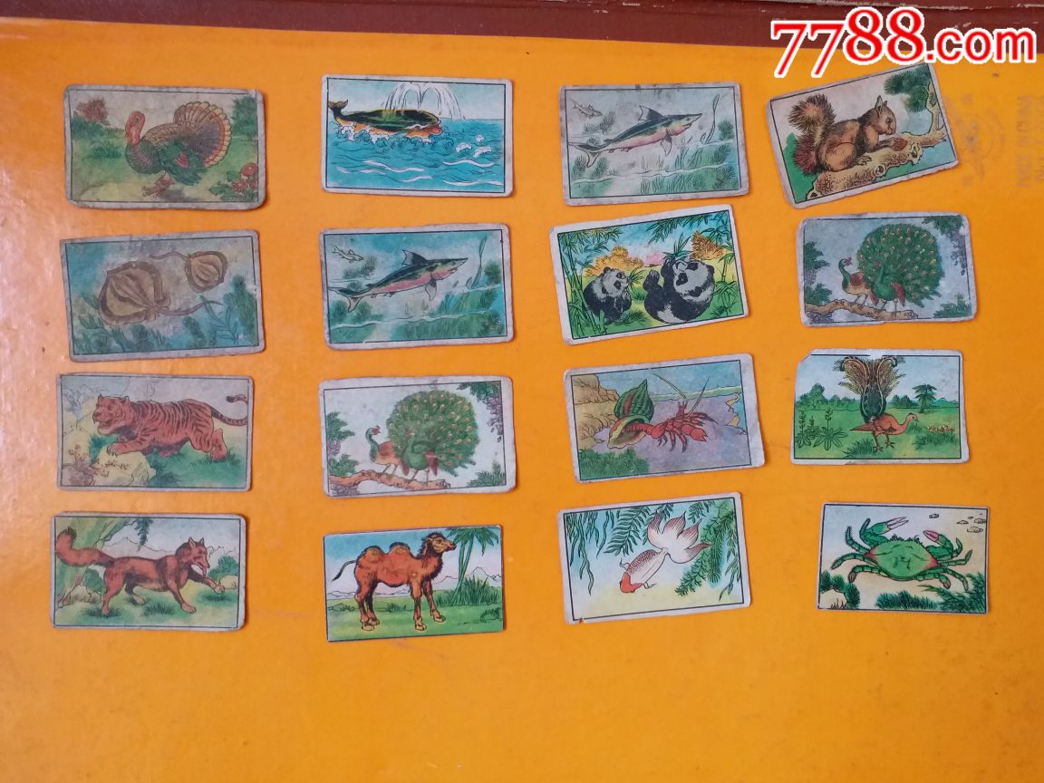 动物画片:(16张)请仔细看图