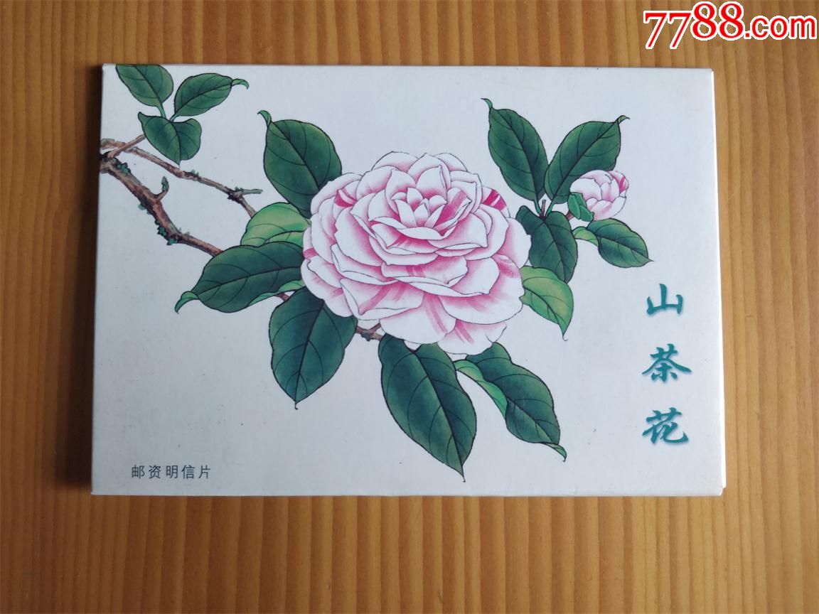 山茶花植物卡片图片