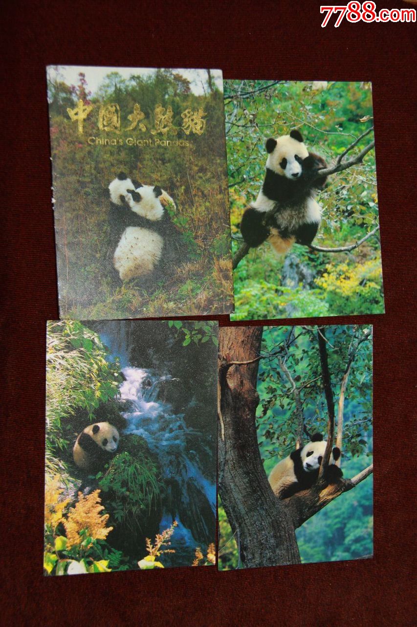 中国大熊猫明信片