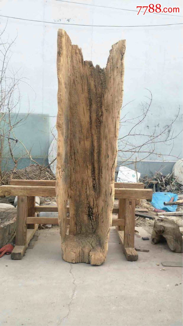 百年老树身国槐木风化好好风化复古装饰