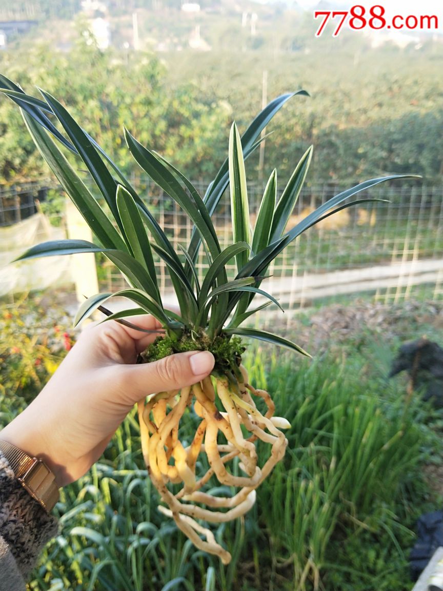 神童冠山水国画原作麋鹿兰花