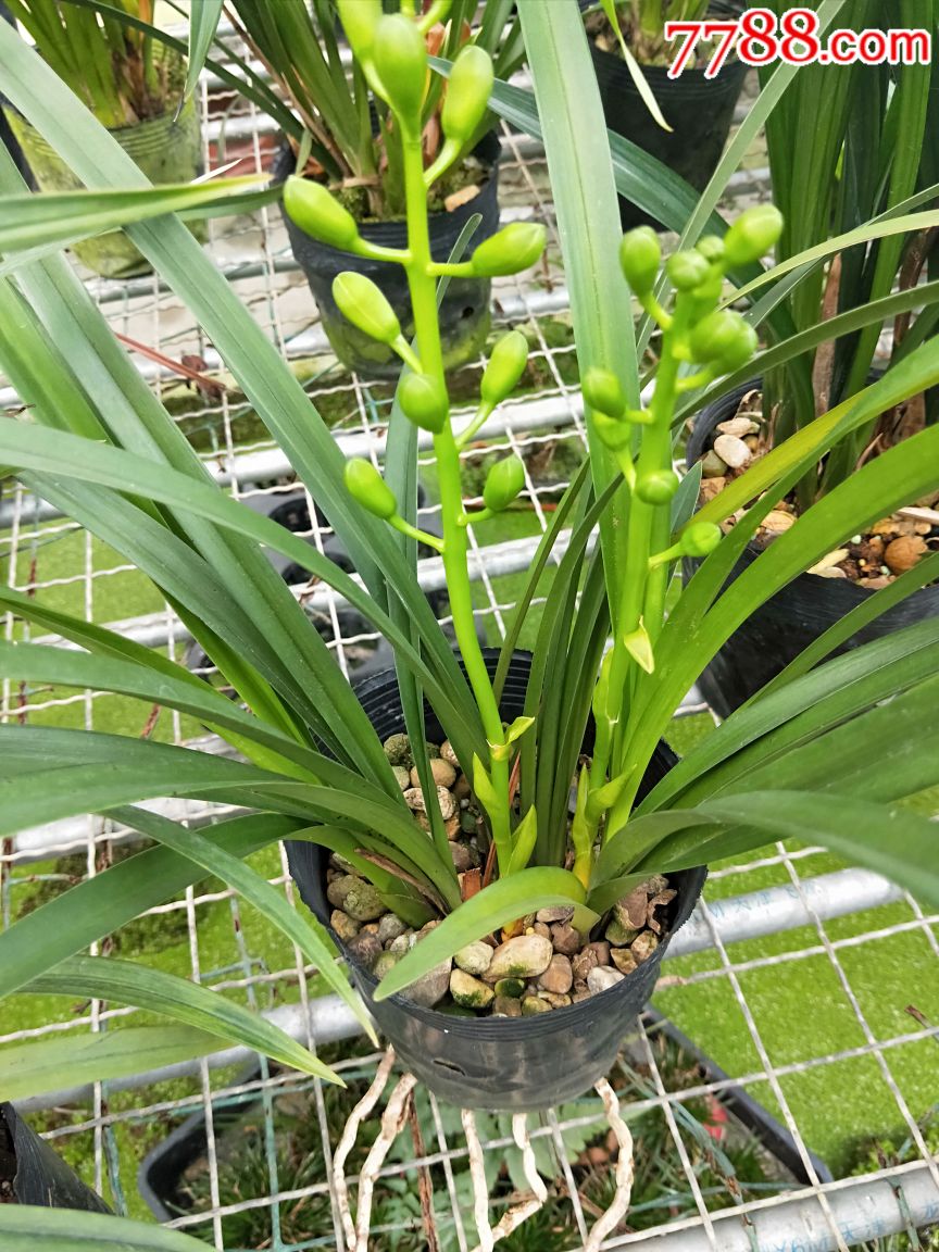 香兰