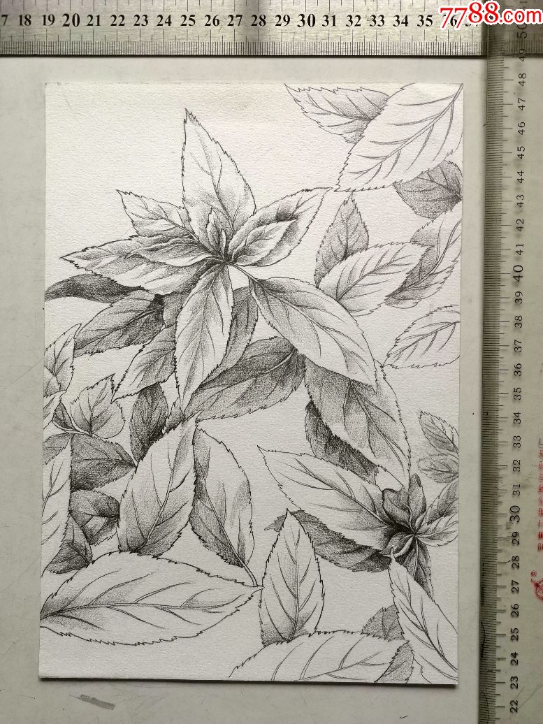 精美的铅笔素描画稿原稿《树叶》