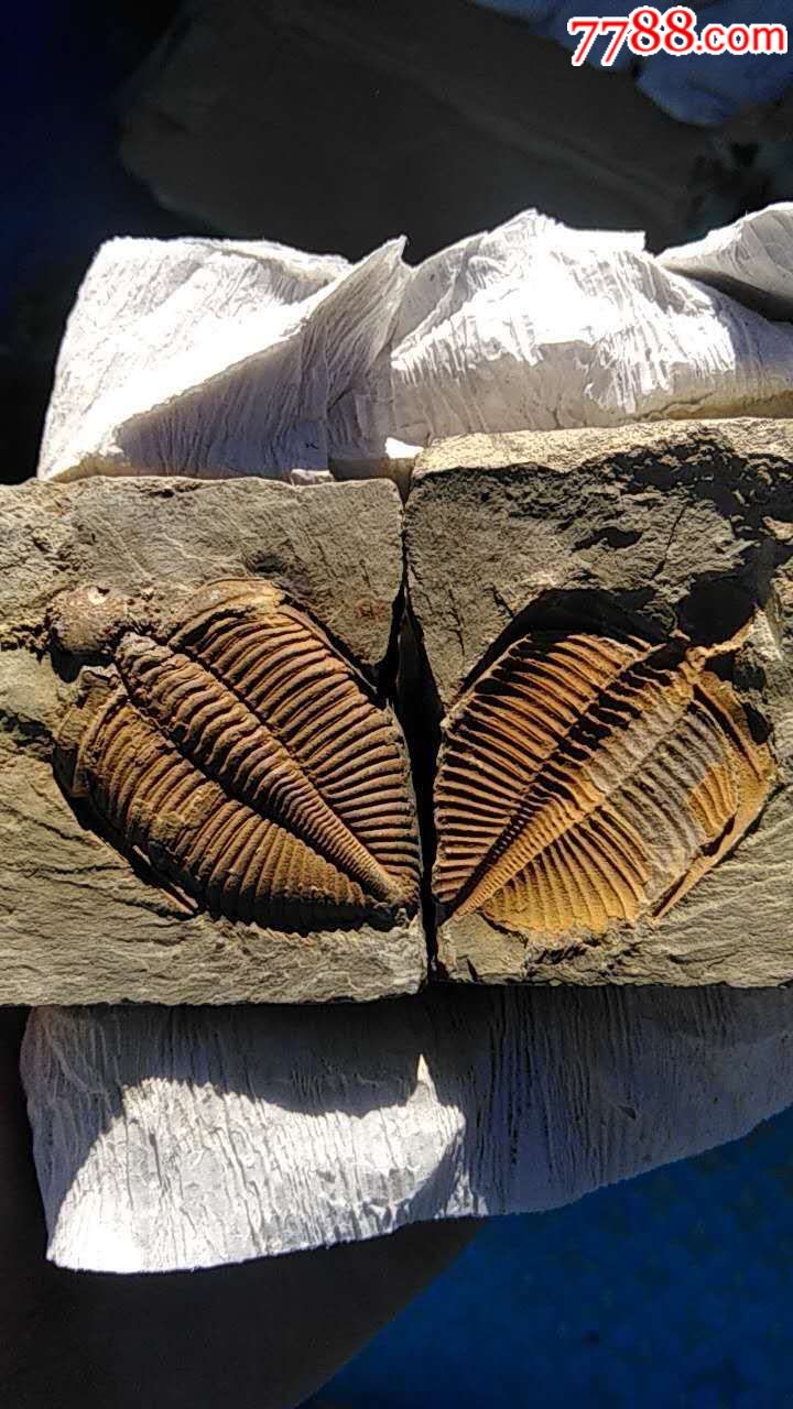 西藏海螺化石