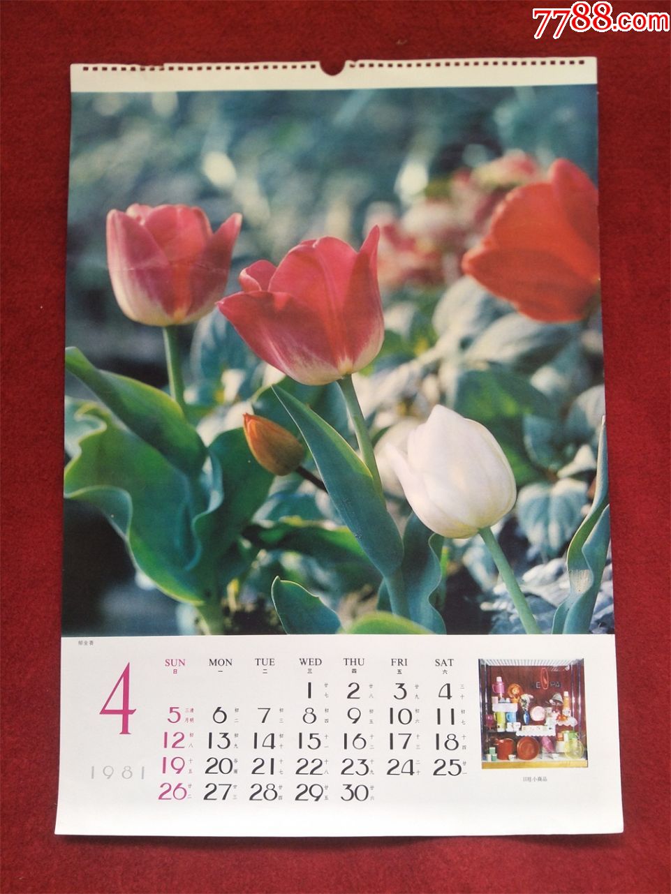 怀旧收藏1981年挂历单页郁金香