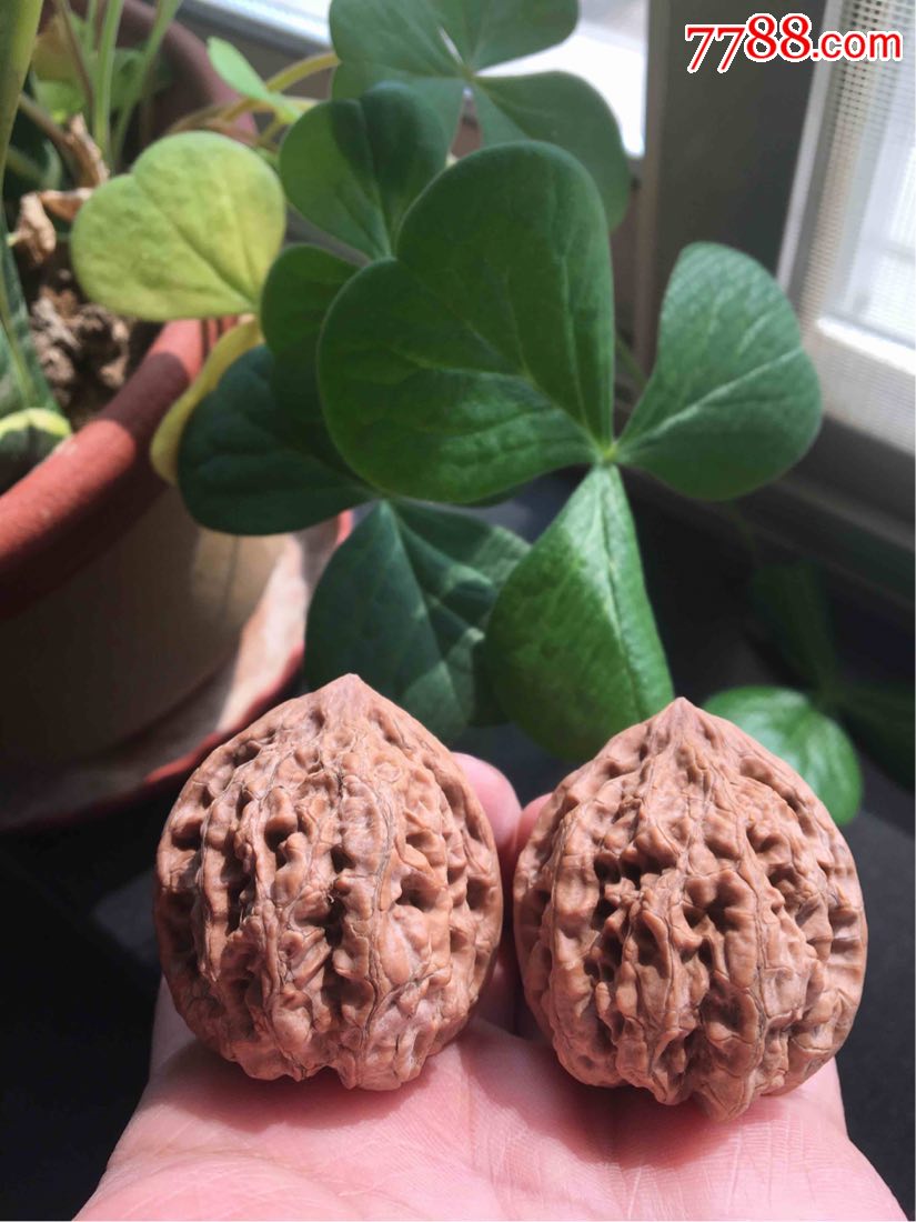 文玩核桃野生粗筋大肚狮子头1