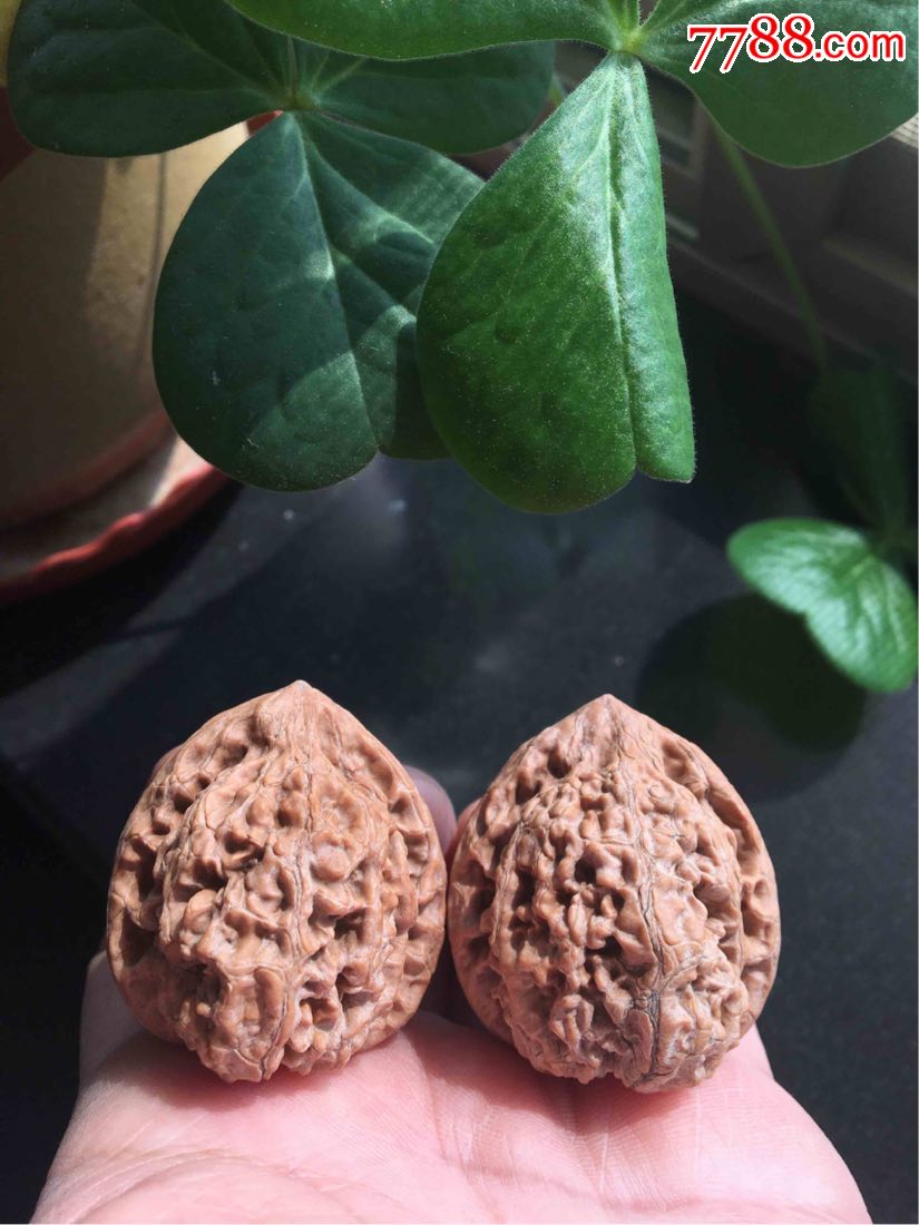 文玩核桃野生粗筋大肚狮子头2#,-价格:168.0000元-se64528515-文玩核