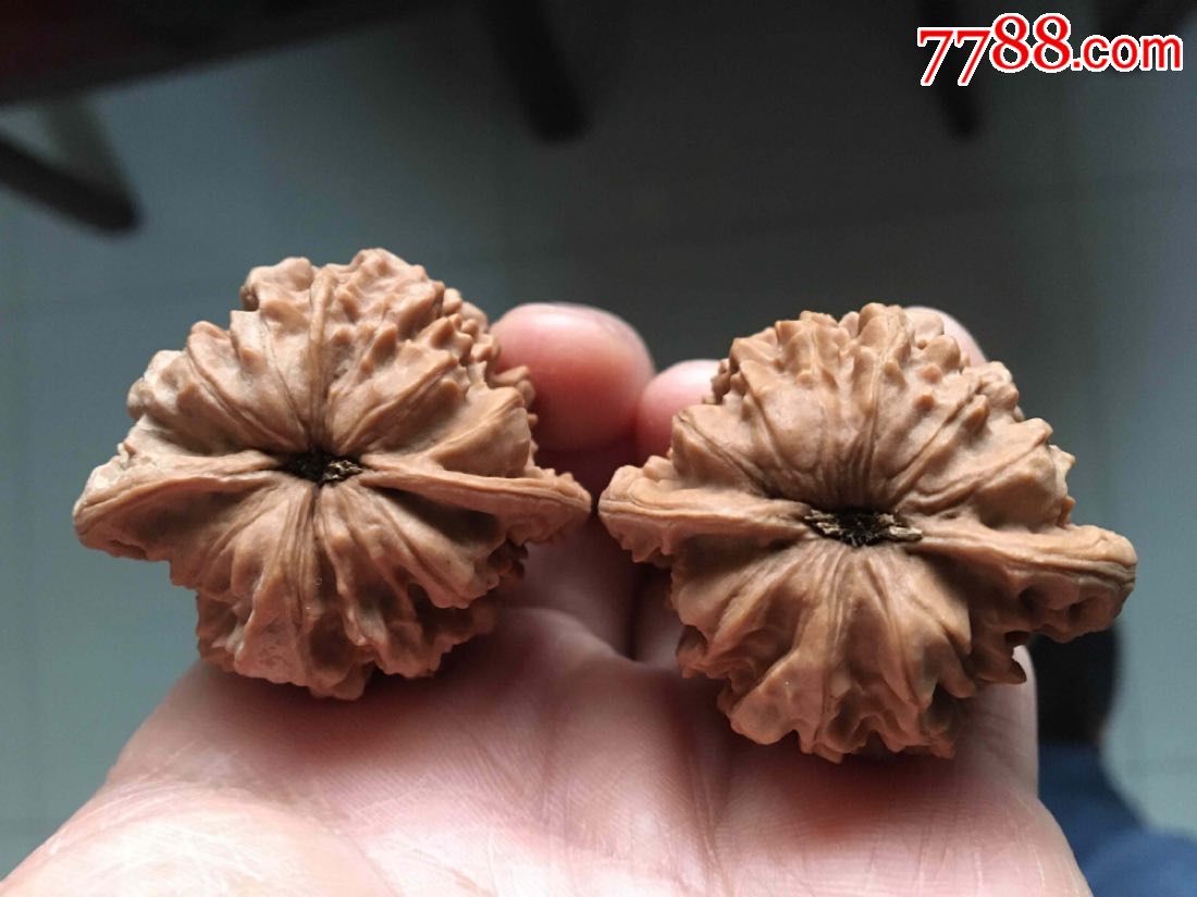 文玩核桃野生珊瑚纹狮子头