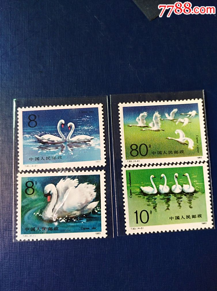 邮票t83天鹅