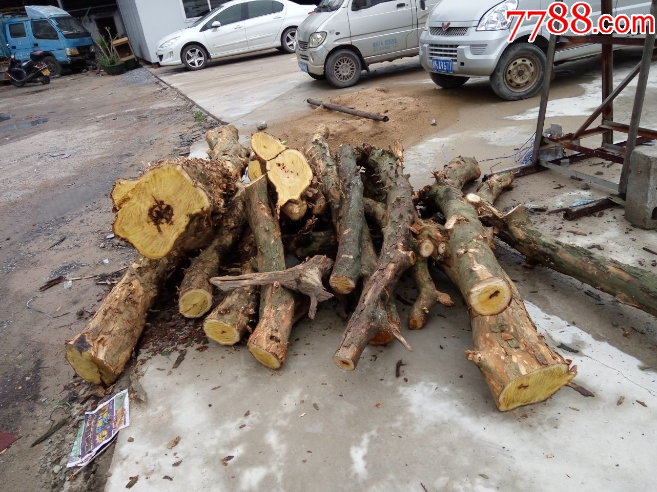 黄鱼勒原木(又名括木)