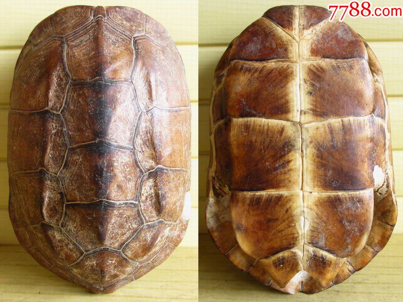 长型大型乌龟壳/龟甲/龟板(少见另类趣味收藏品)