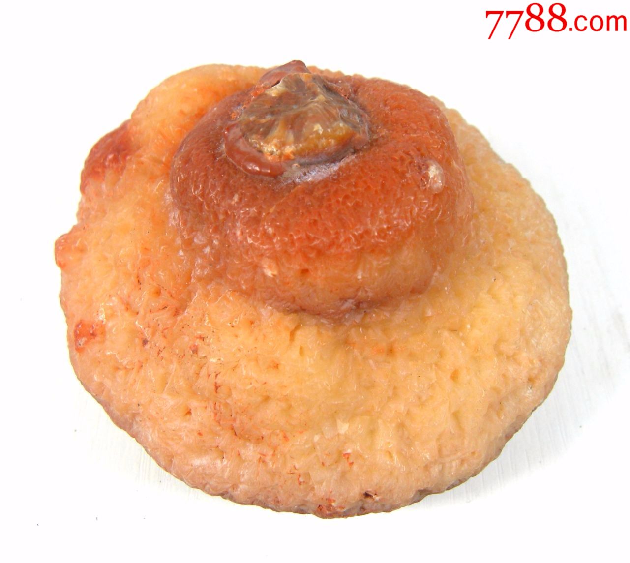 疯狂石头㊣精品奇石7千年灵芝稀少